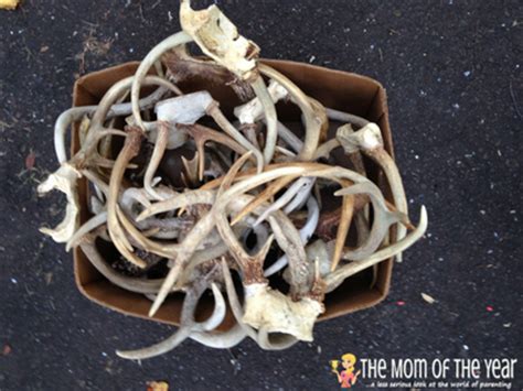 DIY Deer Antler Chandelier - The Mom of the Year