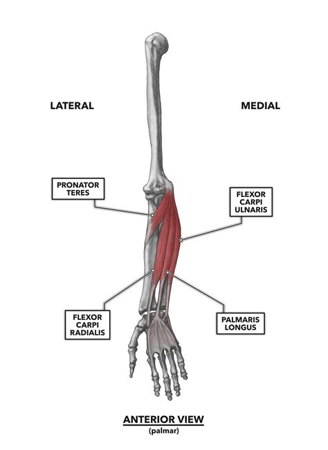 CrossFit | Wrist Musculature, Part 1: Anterior Muscles