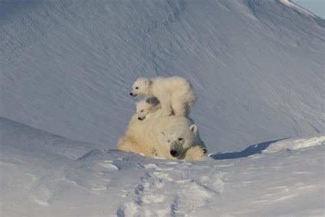 The Best of Baffin Island Wildlife Encounters