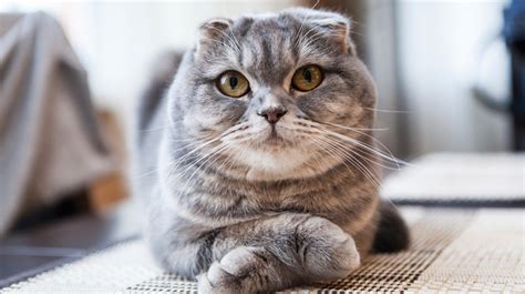 Cats With Small Ears: Scottish Folds & Short Eared Breeds - My Cat Genius