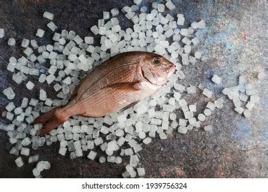 151 Pargo fish Images, Stock Photos & Vectors | Shutterstock