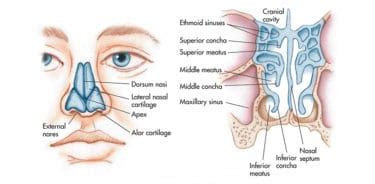 What are the causes of Nasal Concha Growth? Symptoms and treatment