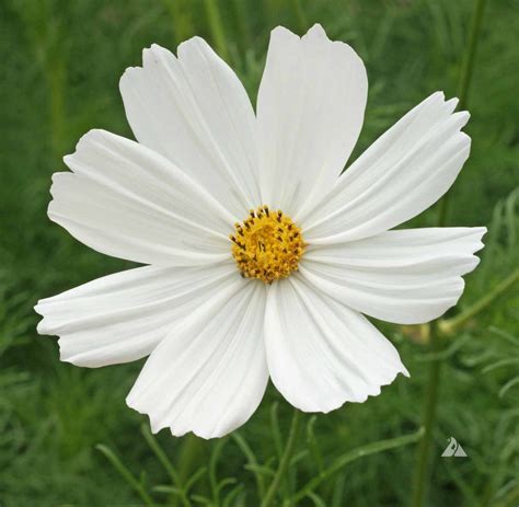 Cosmos Purity (Cosmos bipinnatus) | Applewood Seed Company