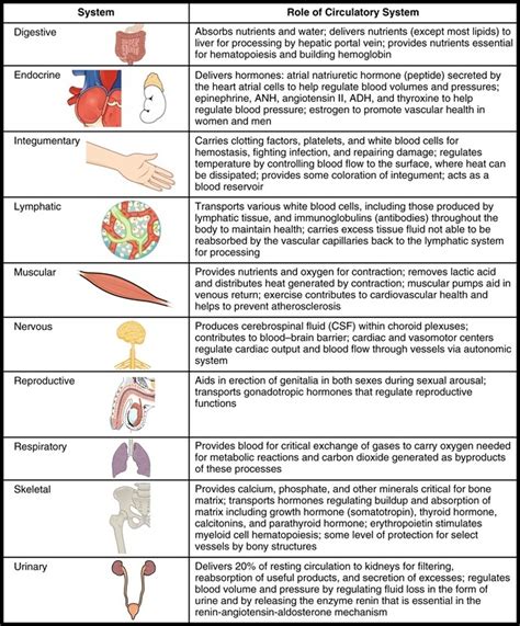 Human Organ Systems List