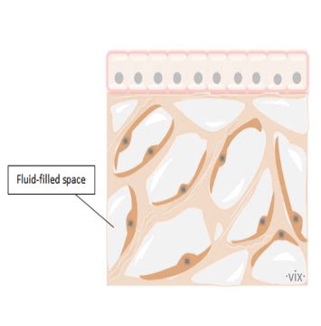 The interstitium - a new biological organ? - Biology Blog & Dictionary Online