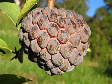 Sweetsop or Sugar Apple - Annona squamosa