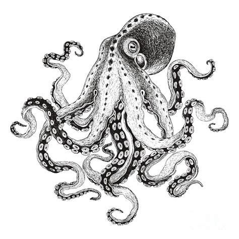 Hand-drawn Illustration Octopus Vector Digital Art by Nikiparonak ...