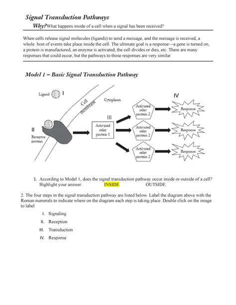 Signal Transduction Pathway Worksheets | sexiezpix Web Porn