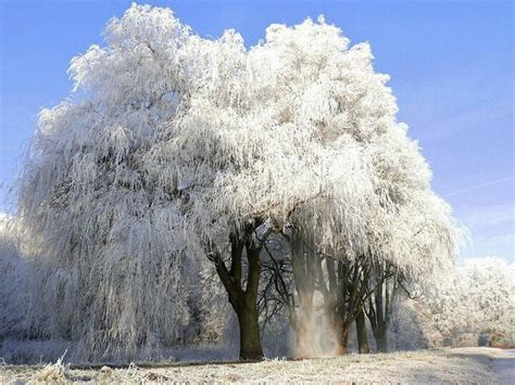 WHITE! Weeping Trees, Weeping Willow, Willow Tree, Travel Around The World, Around The Worlds ...