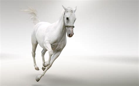 White Horse Wallpapers - Wallpaper Cave