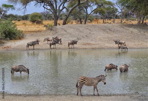 Herd of Gnus, Zebra and Impala Stock Photo | Adobe Stock