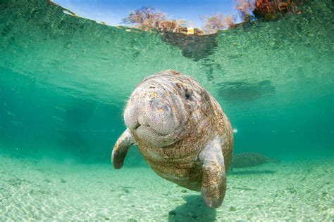 Manatee Research - CMA Research Institute