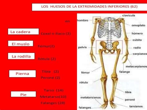 Huesos de las extremidades inferiores