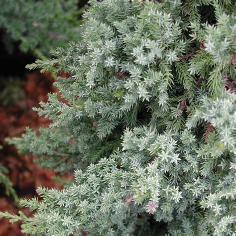 Juniperus procumbens Nana | | Arts Nursery Ltd