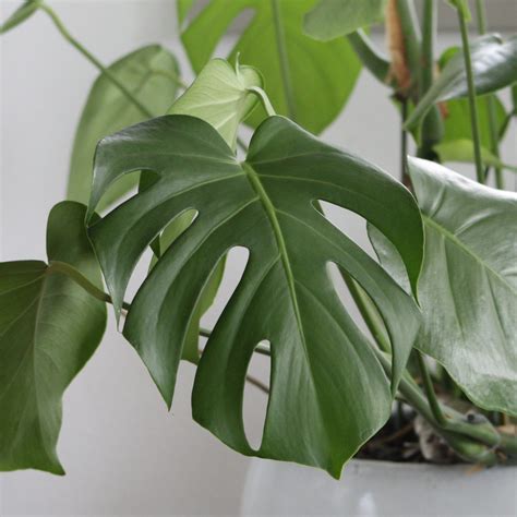 Monstera deliciosa - Swiss Cheese Plant (4.5" Pot) | Little Prince To Go