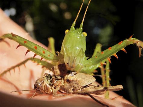 Chirping diversity: New field guide published on grasshopper species in East Africa