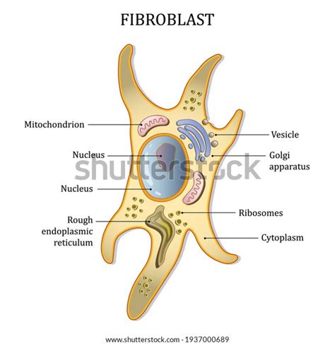 Fibroblast Cell Structure Connective Tissue Cell Stock Vector (Royalty Free) 1937000689 ...