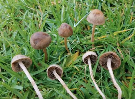 3 Common Lawn Mushrooms That Are Poisonous (and 6 That Are Not) - Gardening Channel