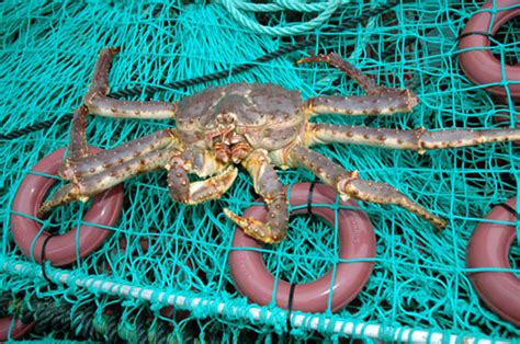 King Crab: Valuable commercial resource or ecological problem? - Eurofish