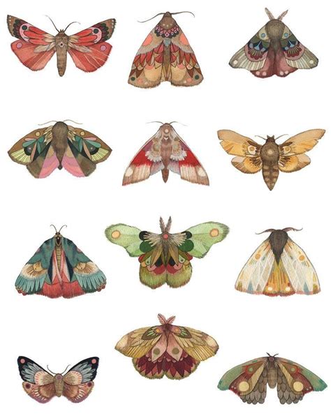 Collector: The Moths - Art Print | Moth art print, Moth art, Insect art