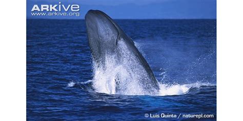 Very rare photo of a Blue Whale breaching, by Luis Quinta : r/Bluewhales