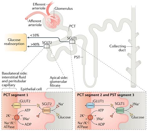 SGLT2 inhibitors: a new pillar of the heart failure regimen