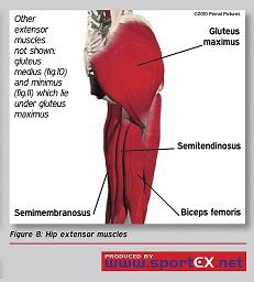 Gluteus Maximus: Definition, Location & Function | Study.com