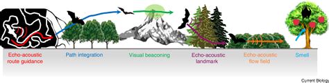 Figure 2 from Neuroethology of bat navigation | Semantic Scholar