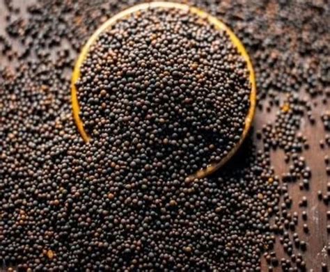 Black 100 Kg Organic Brown Mustard Seeds at Rs 55/kg in Murwara Katni ...