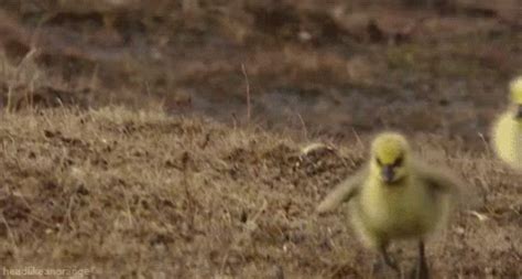 Runnnnn GIF - Duck Duckling Adorable - Discover & Share GIFs