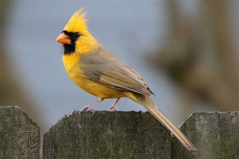 seasonalwonderment: “ A rare yellow cardinal has been spotted in Alabaster, Alabama, USA. He has ...