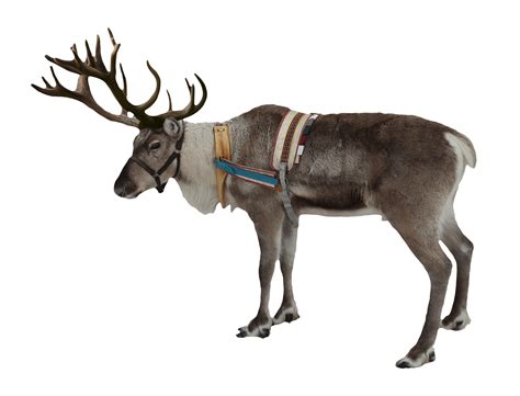 Reindeer Christmas transparent PNG - StickPNG