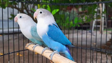 19++ Pastel Blue Fischer Lovebird | Muldede