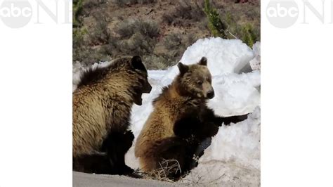 Playful bear cubs enjoy their snow day! - Good Morning America