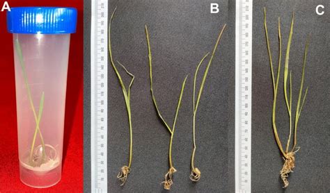 In vitro propagation of wheat seeds; A In vitro propagation of wheat ...