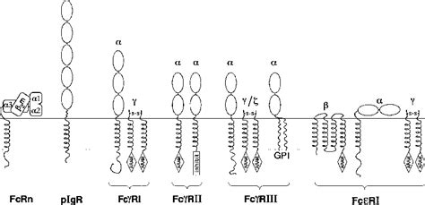 Figure 4 from Fc receptors and their interactions with immunoglobulins. | Semantic Scholar