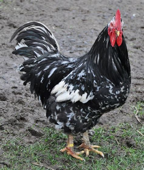 Dot Ranch Navajo-Churros and Heritage Poultry | Chicken breeds ...