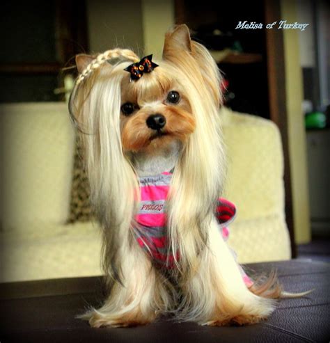 Fashion girl!! | Yorkie haircuts, Yorkshire terrier, Yorkie puppy