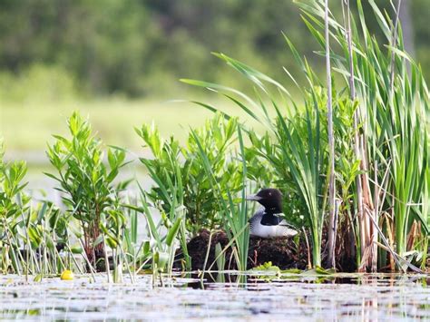 Common Loon - Lewisboro Field Guide