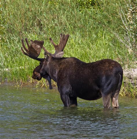 Bull moose near Mack's Inn Idaho | Bull moose, Animals, Bull