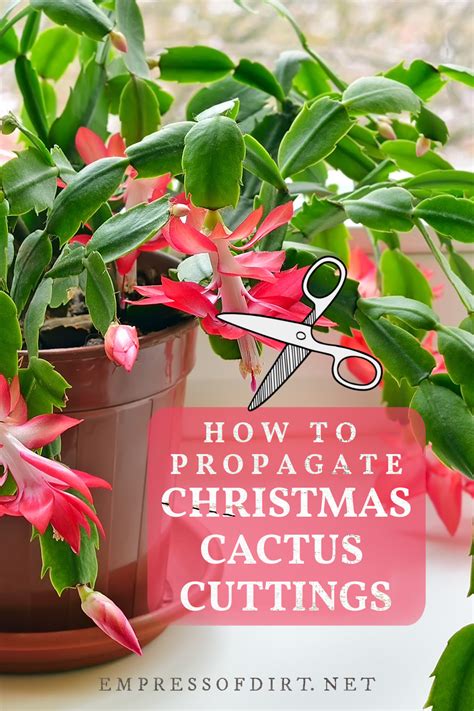 How to Grow Christmas Cactus Cuttings (Propagation Tips) | Christmas cactus, How to propagate ...