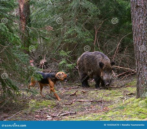 Hunting Dog Attack Wild Boar Stock Photo - Image of traditional, reward ...