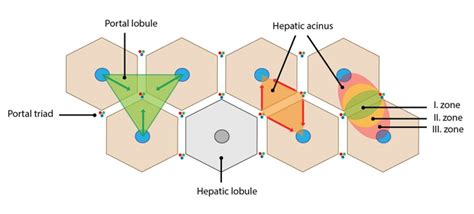 Normal Liver Histology 101 | AASLD