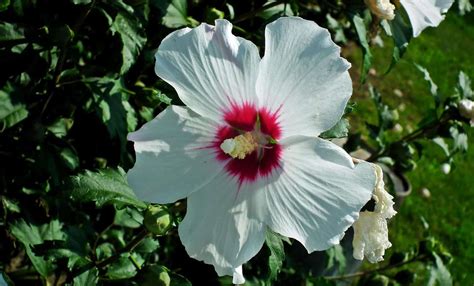 Perennial Hibiscus Plant Care | Plantly