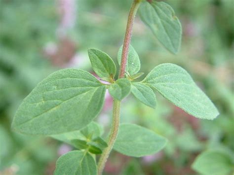 Origanum vulgare (wild marjoram): Go Botany