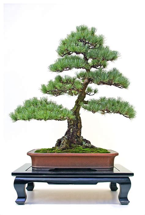 American White Pine Bonsai