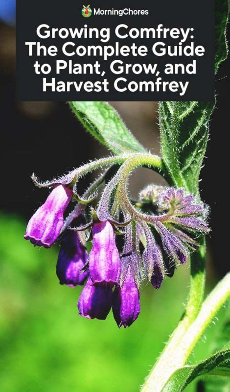 Growing Comfrey: The Complete Guide to Plant, Care, and Harvest Comfrey