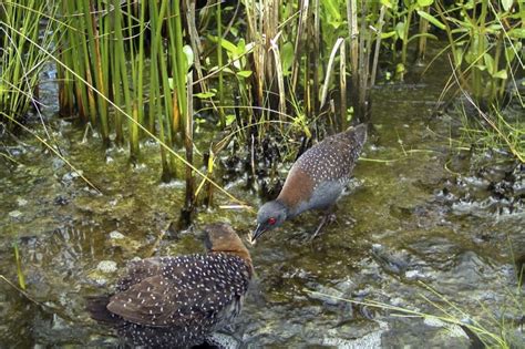 Elusive eastern black rail threatened by rising sea levels - The Columbian