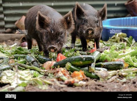 Pigs Eating High Resolution Stock Photography and Images - Alamy