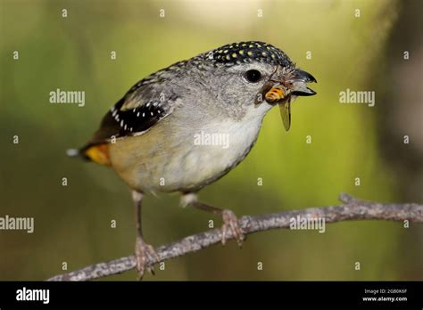 Spotted pardalote hi-res stock photography and images - Alamy